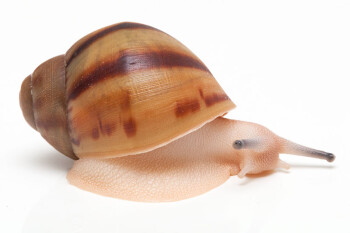 Archachatina marginata ovum Nigeria type 1 leucistic